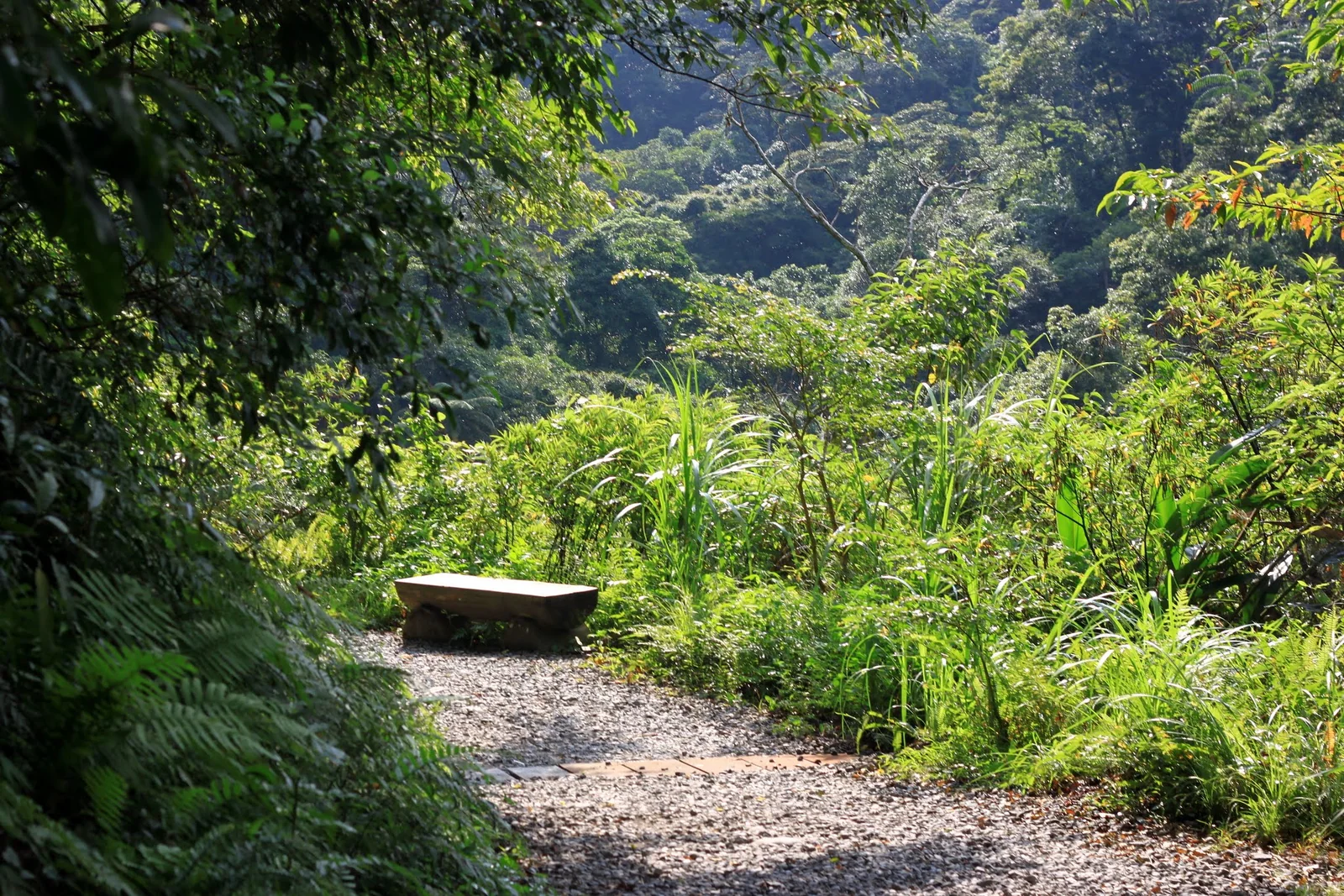 林美石磐步道入口附近的森林步道