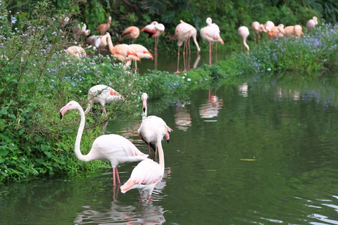 木柵動物園年假午後的園區景象