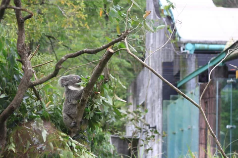 木柵動物園入口附近的遊園景象