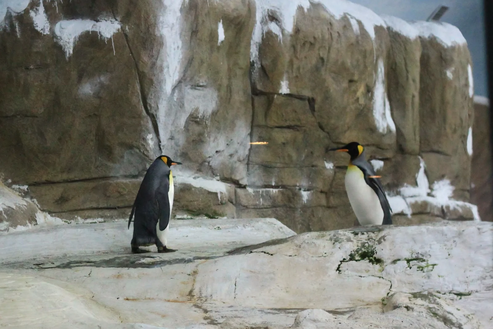 木柵動物園遊園列車與沿途景象