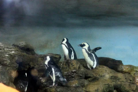 木柵動物園山上展區的遊園景象
