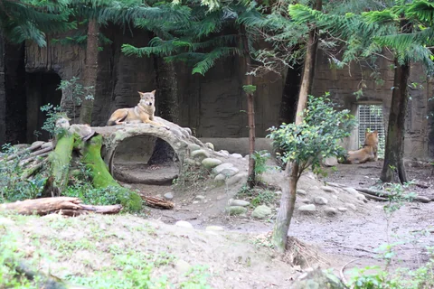 木柵動物園下山遊園路線上的動物展區