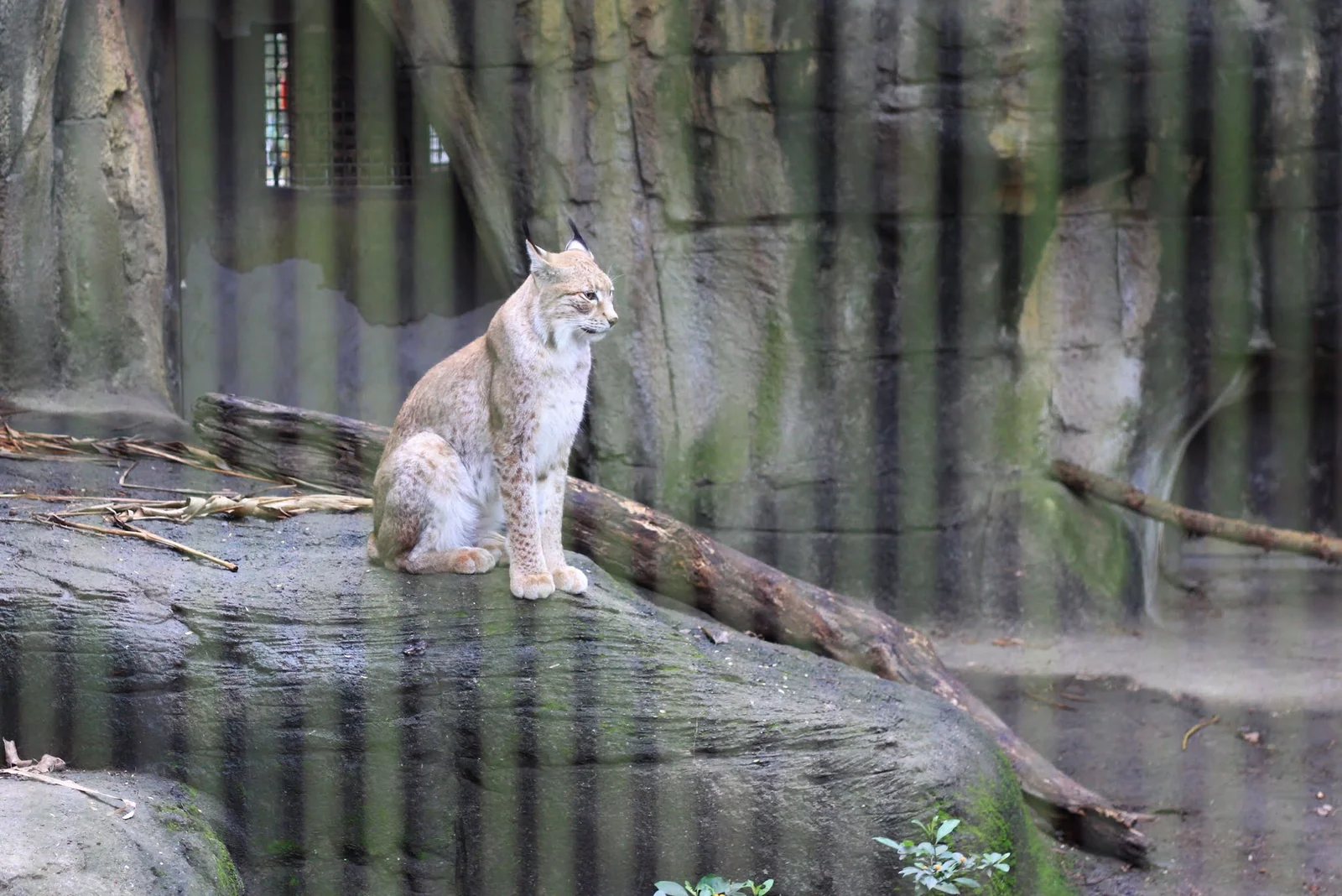 木柵動物園展區裡的林㹭
