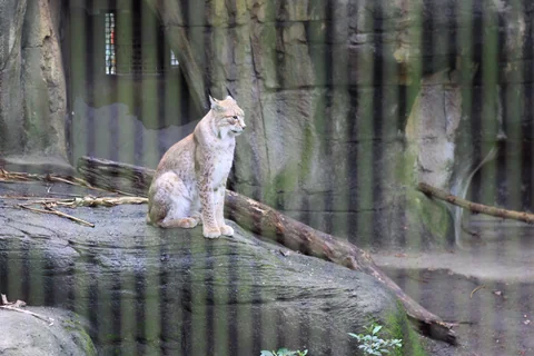 木柵動物園展區裡的林㹭