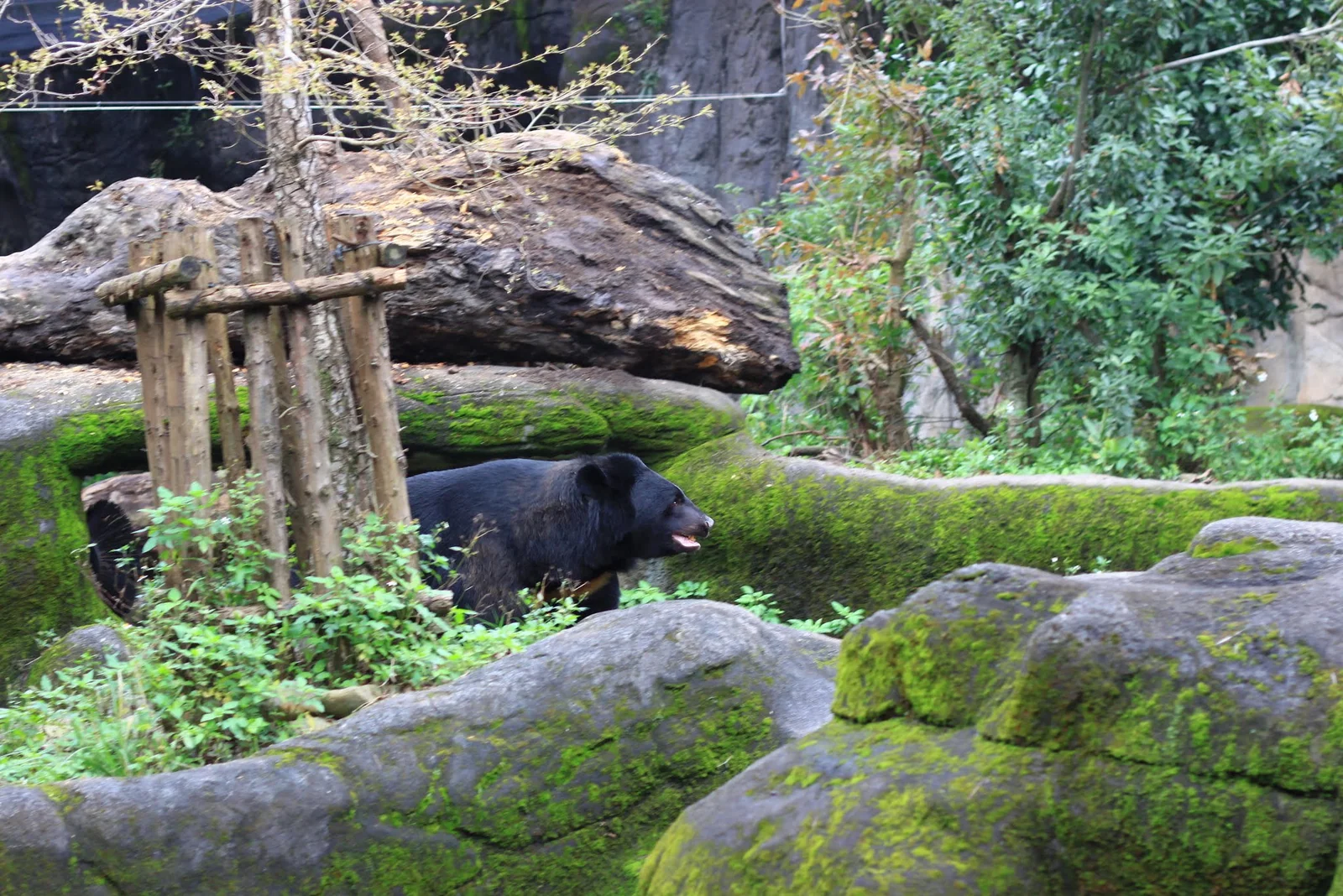木柵動物園裡的台灣黑熊