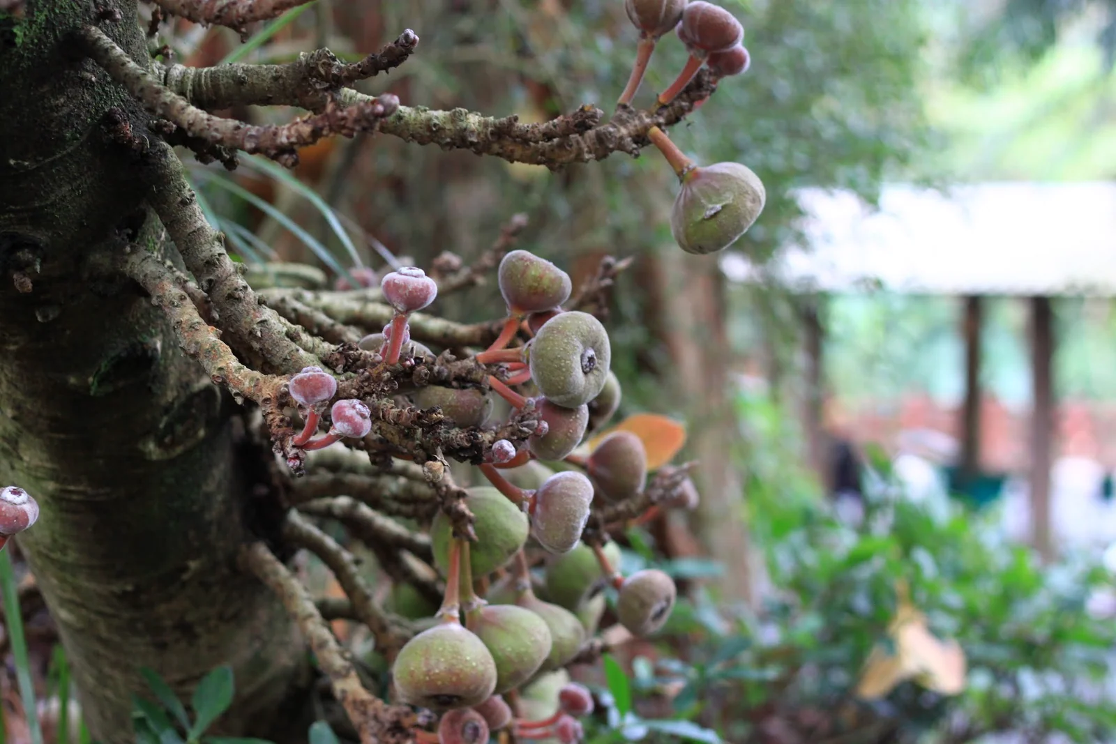 木柵動物園雨林區裡的植物