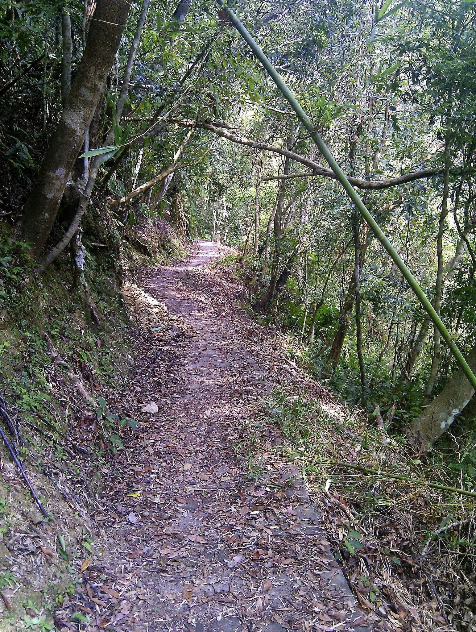 永安景觀步道前段的石板路面
