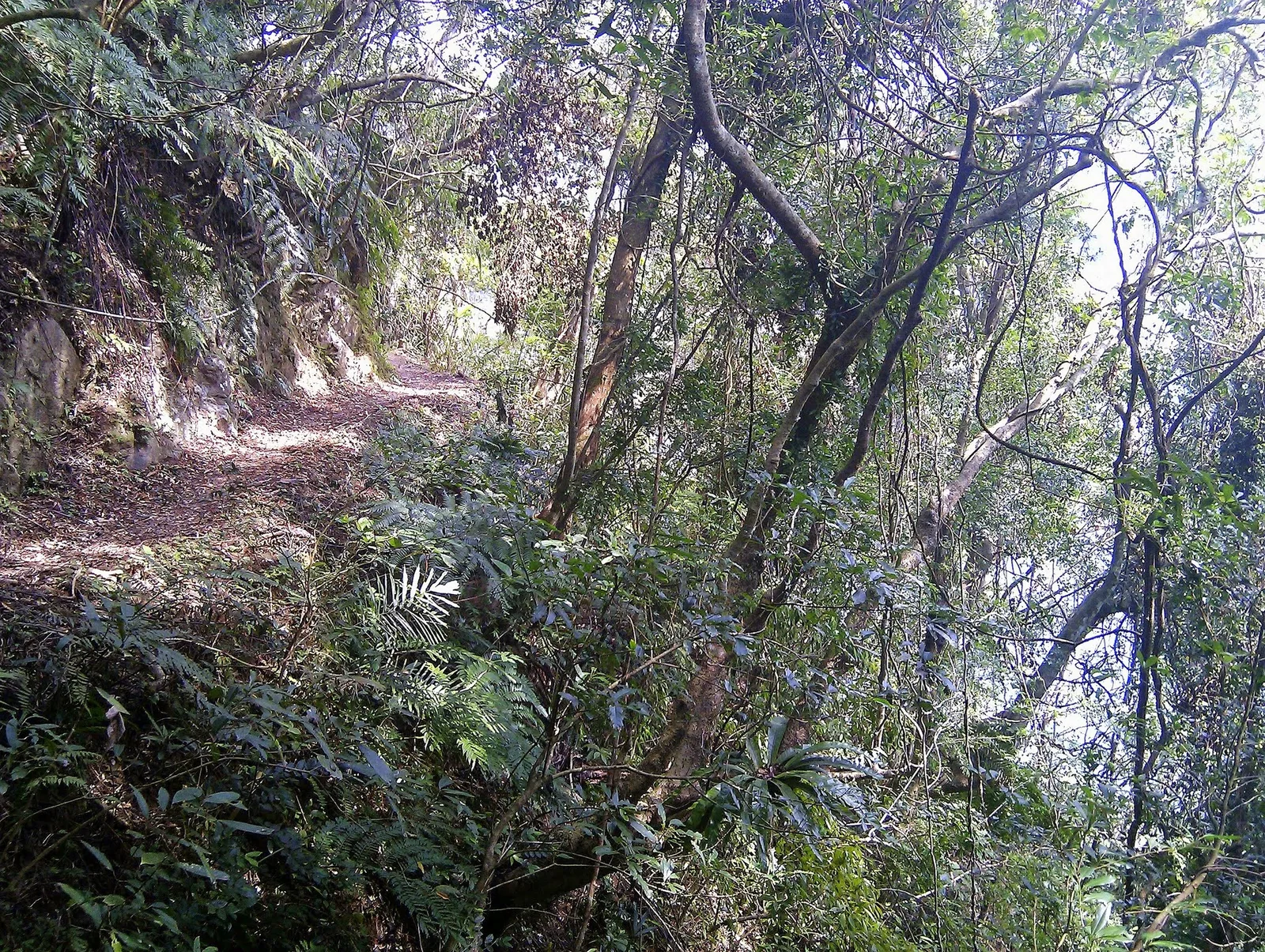 莿棘與草木圍繞的曲折山徑