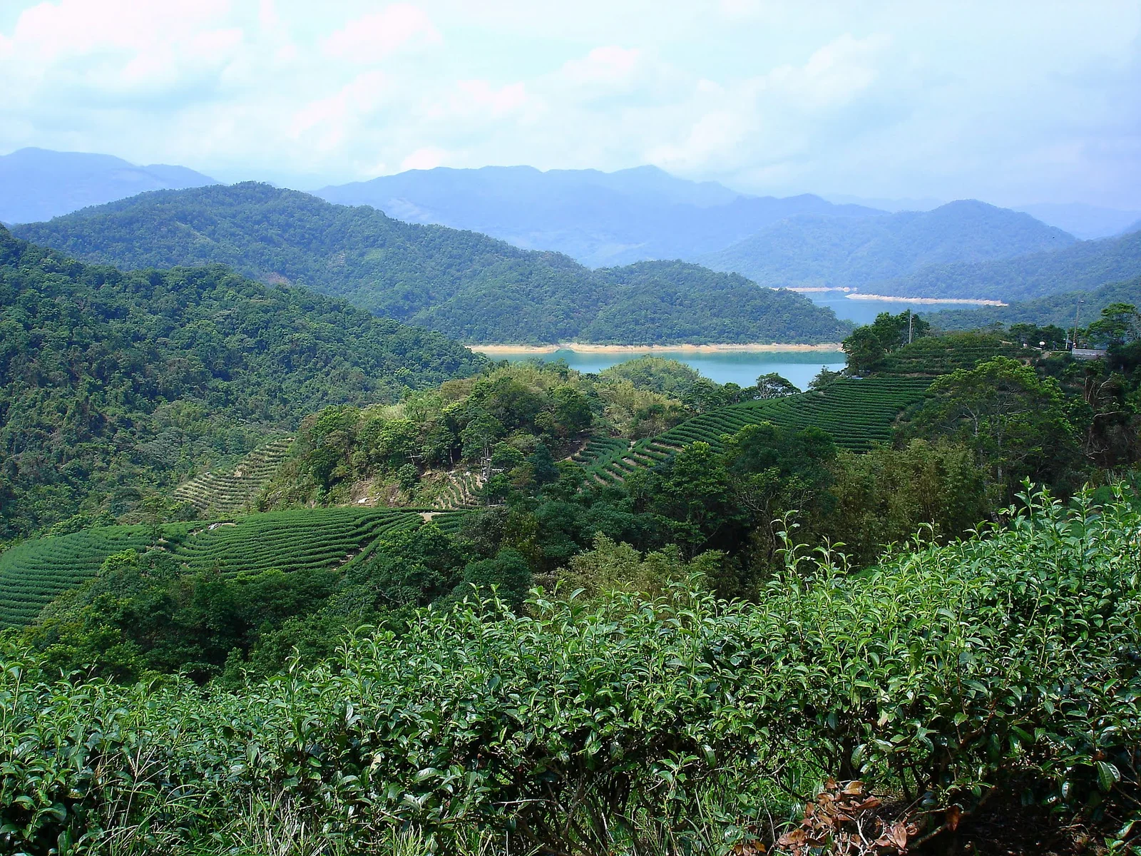 石碇八卦茶園附近俯瞰湖谷與山坡的景色