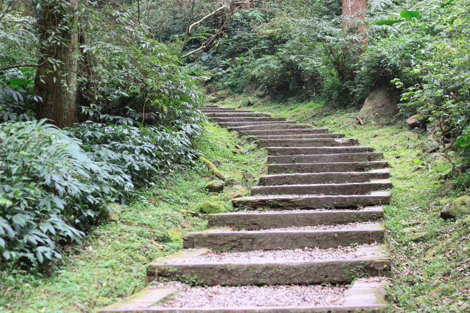溪頭自然教育園區內通往森林景點的步道