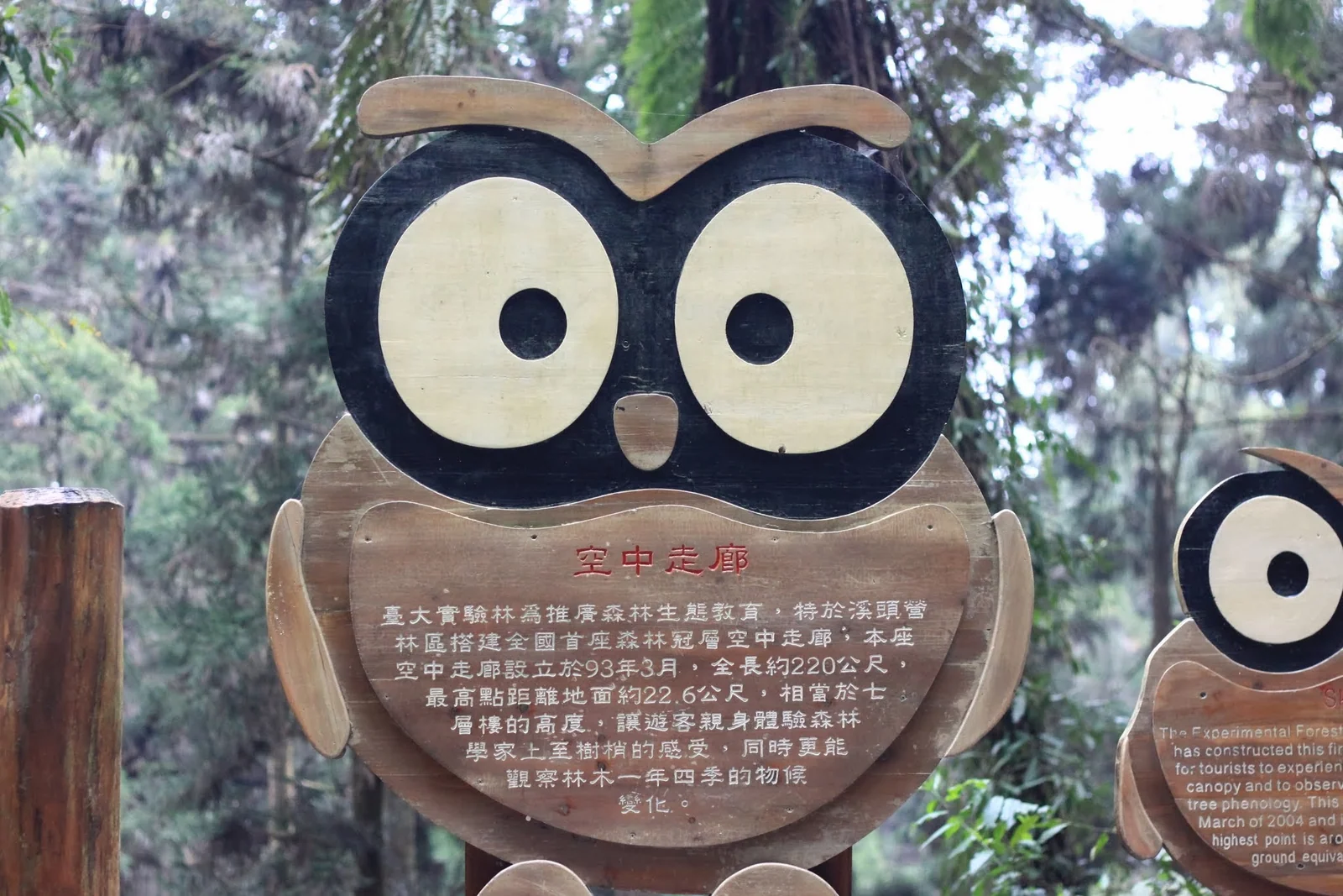 溪頭森林裡架設於樹木之間的空中走廊