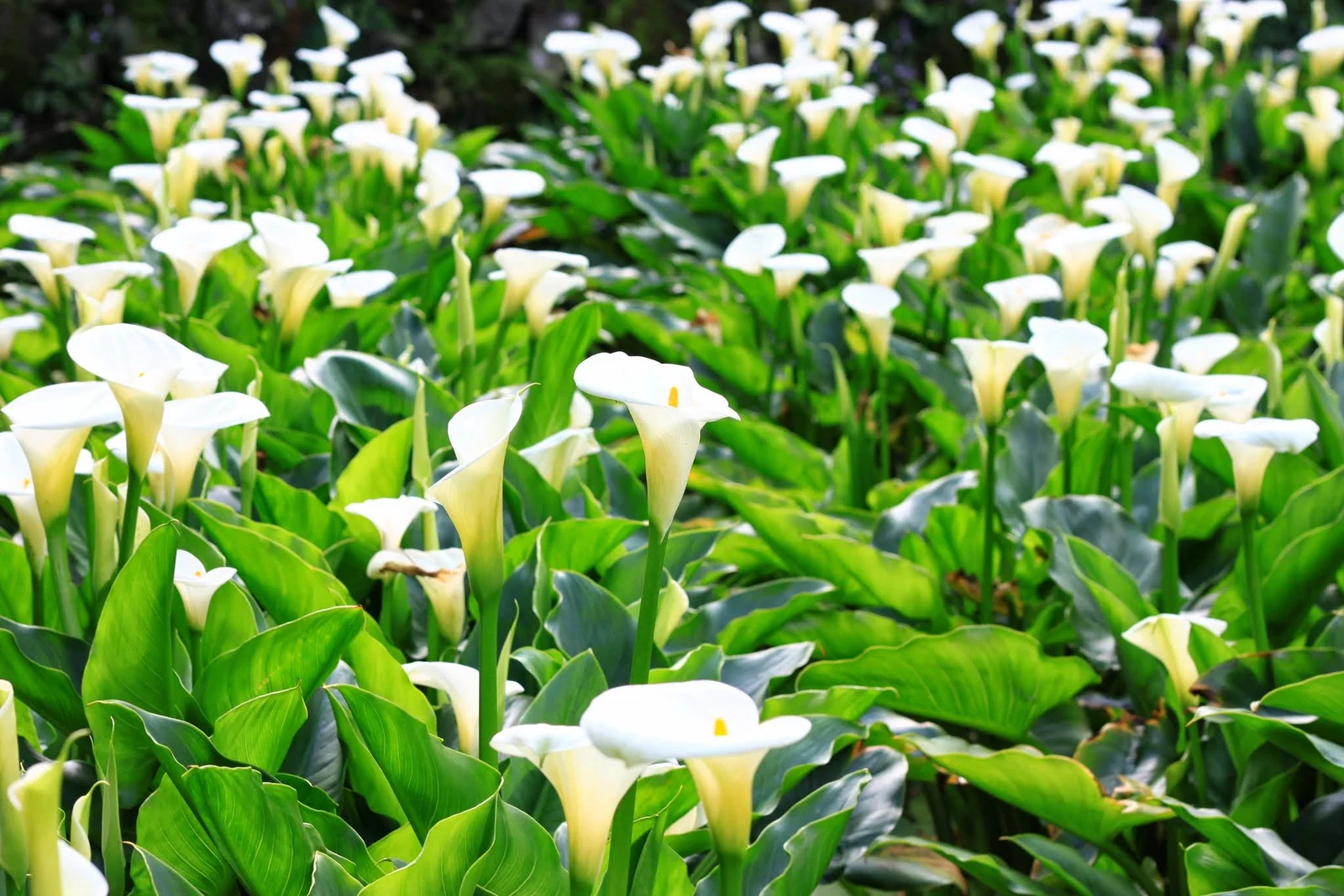 2014 年 4 月在陽明山竹子湖採海芋