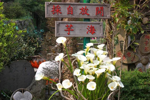 在竹子湖選定海芋花田後準備入園