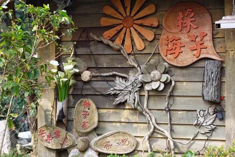 遊客進入竹子湖海芋田體驗摘採