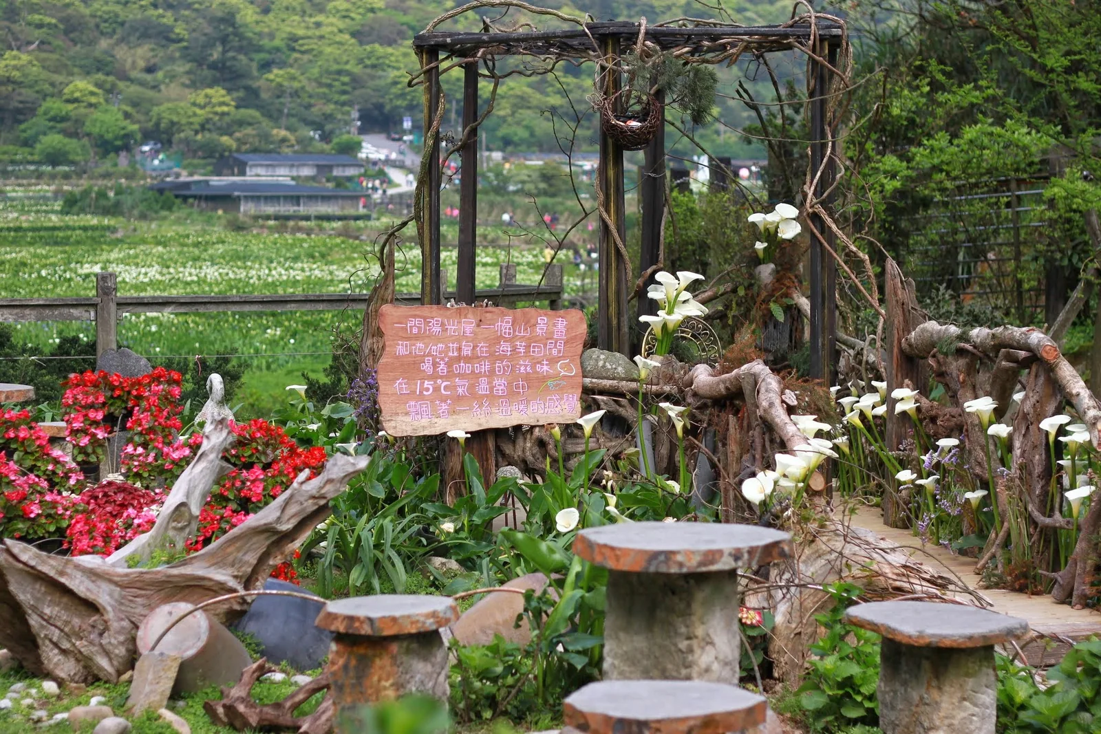 竹子湖海芋田與山谷方向的景觀