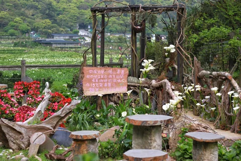 竹子湖海芋田與山谷方向的景觀