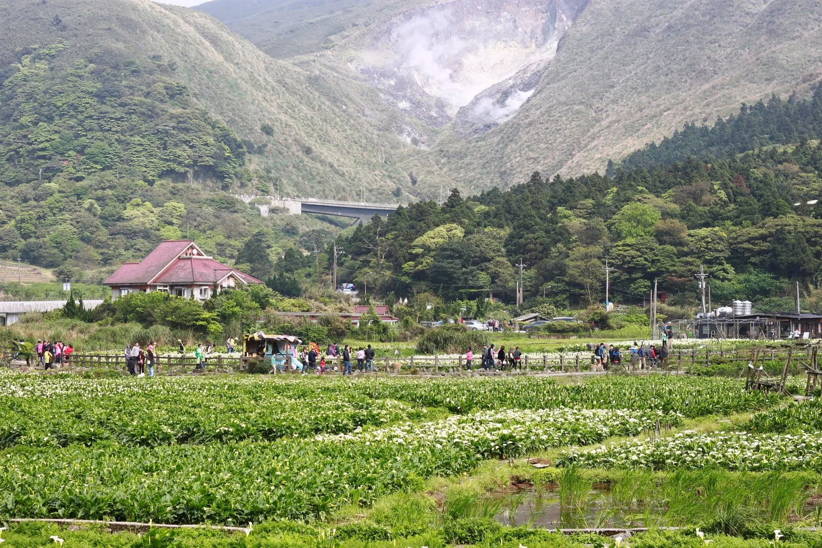 竹子湖花田中的庭園景觀與植栽