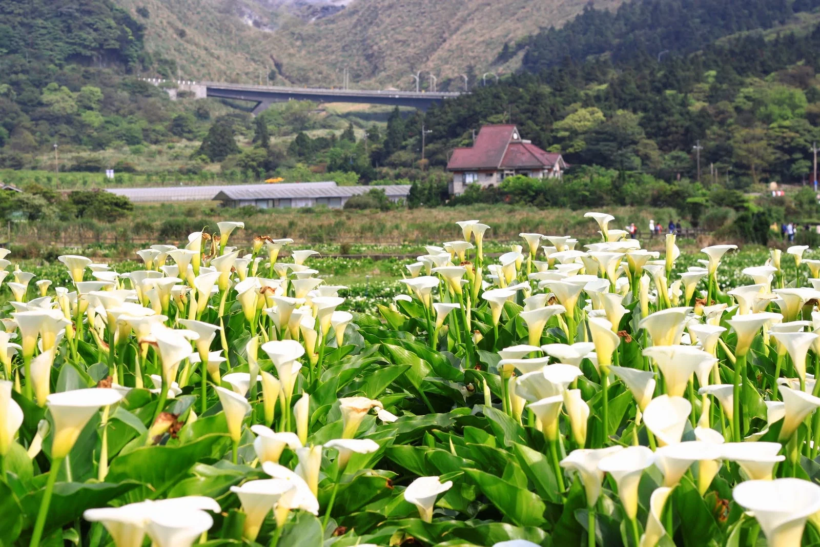 陽明山竹子湖花田的山谷與庭園景色