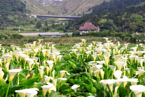 陽明山竹子湖花田的山谷與庭園景色