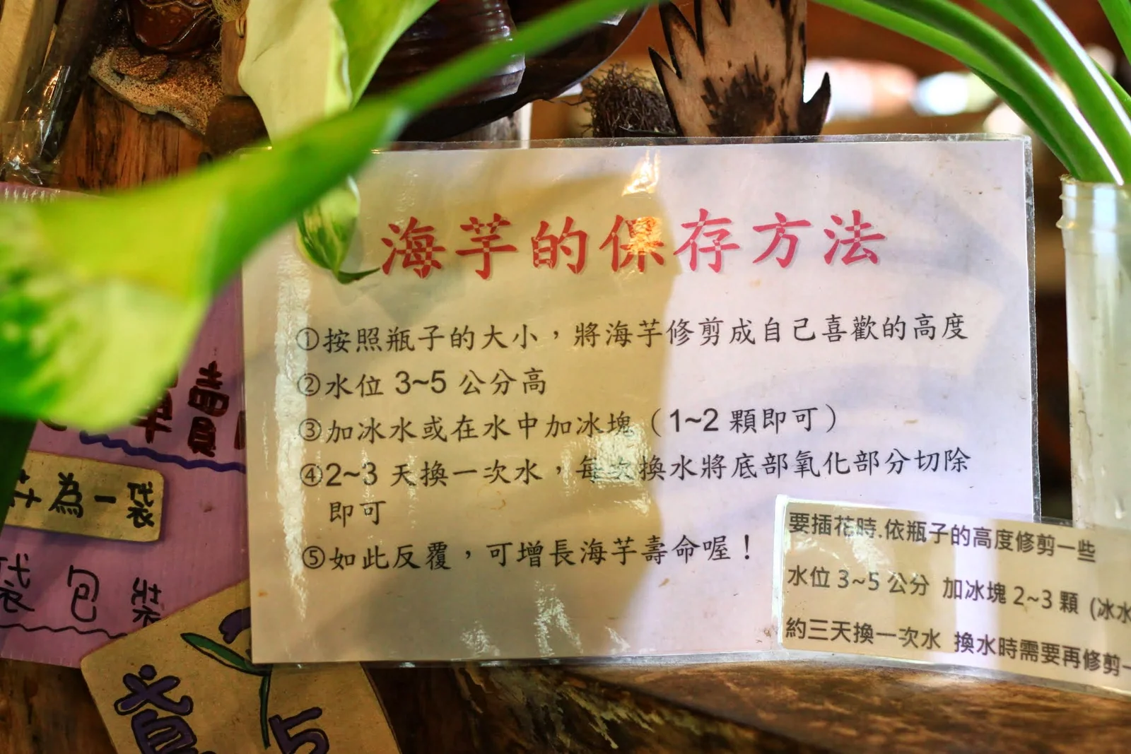 竹子湖海芋田體驗接近尾聲的紀錄